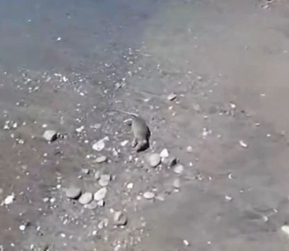 Dead rat on a beach.