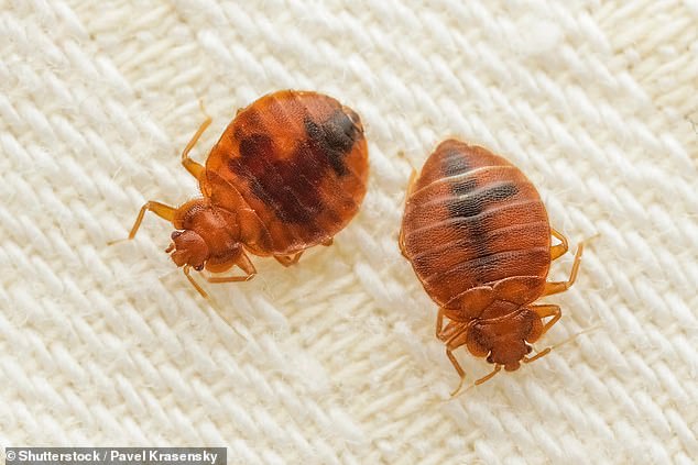 James Rhoedes, pest control specialist and owner of Thermo Pest, has warned holidaymakers to immediately inspect their luggage for bedbugs as soon as they get home (Stock Image)