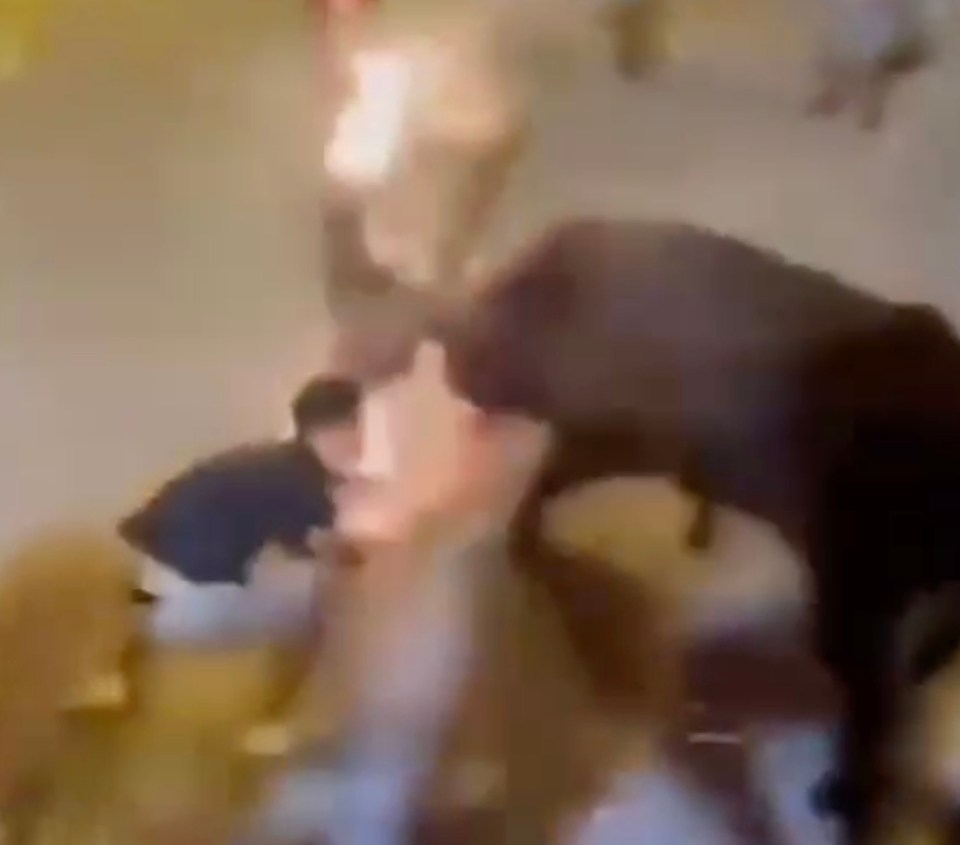 A bull with flaming torches on its horns knocks a man to the ground and takes his bag.