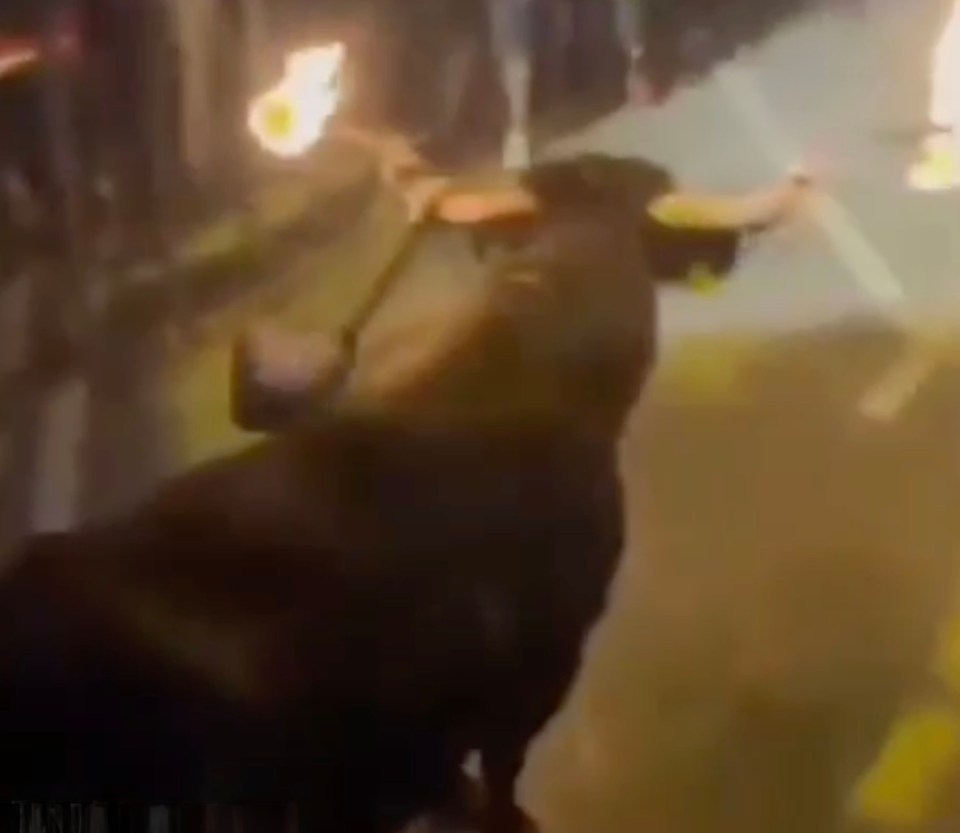 Bull with flaming torches on its horns knocks a man to the ground.