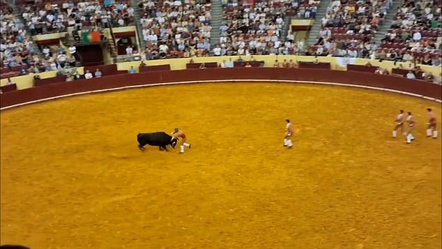 The 695-kilogram beast ran at high speed towards Trindade, who attempted to grab onto the animal's horns and gain control