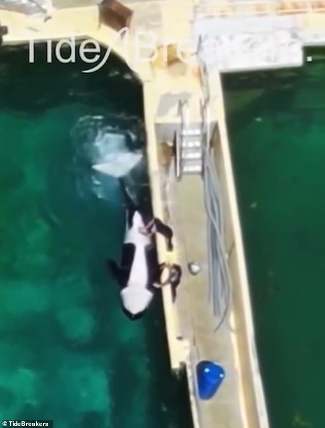 One trainer is seen holding onto one of the whale's flippers while the other stimulates the whale as it moves around in the pool. This is in an attempt to stop Keijo inbreeding with his mother