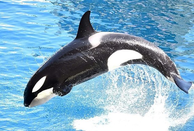 Valerie Greene, a member of TideBreakers who worked at SeaWorld Orlando for a decade, told the BBC the stimulation of Keijo (pictured) for sexual relief is unusual