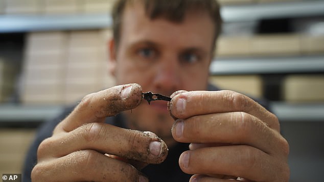 Underwater archaeologist Peter Moe Astrup inspects a tiny animal bone, unearthed at an 8,500-year-old Stone Age coastal settlement found in the Bay of Aarhus in Aarhus, Denmark