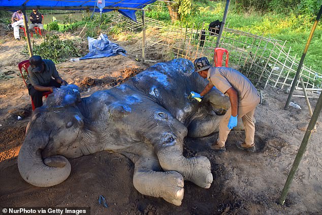 Veterinarians of Vantara tend to an injured domestic elephant who was allegedly hit by a speeding vehicle