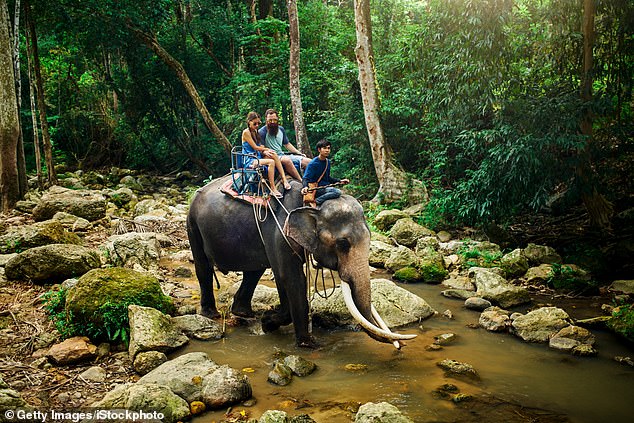 Tourists often go on elephant rides without stopping to think of the damage they are doing