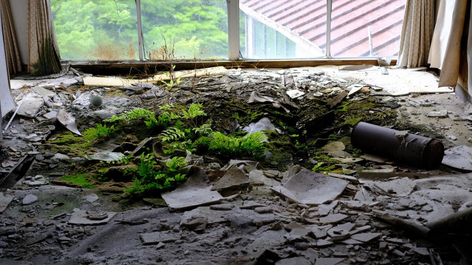 Plants growing in the debris of a dilapidated hotel room.