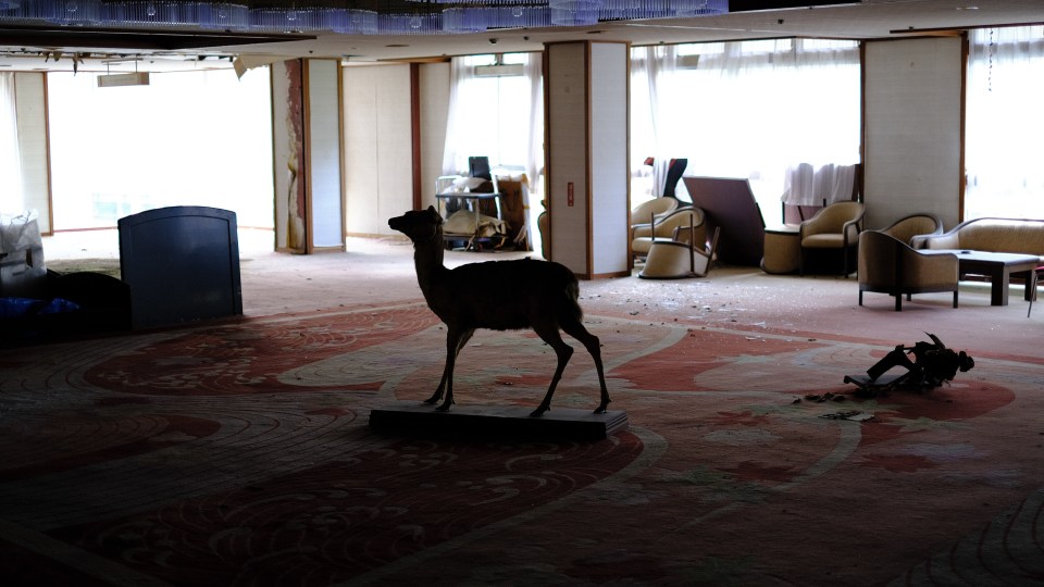 Taxidermied deer in abandoned hotel lobby.
