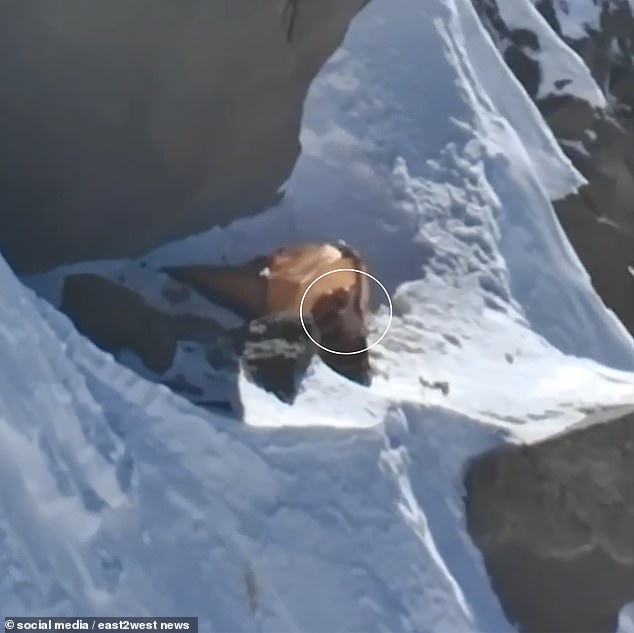 Drone footage filmed just days ago showed clear movement from the sleeping bag she has been sheltering in