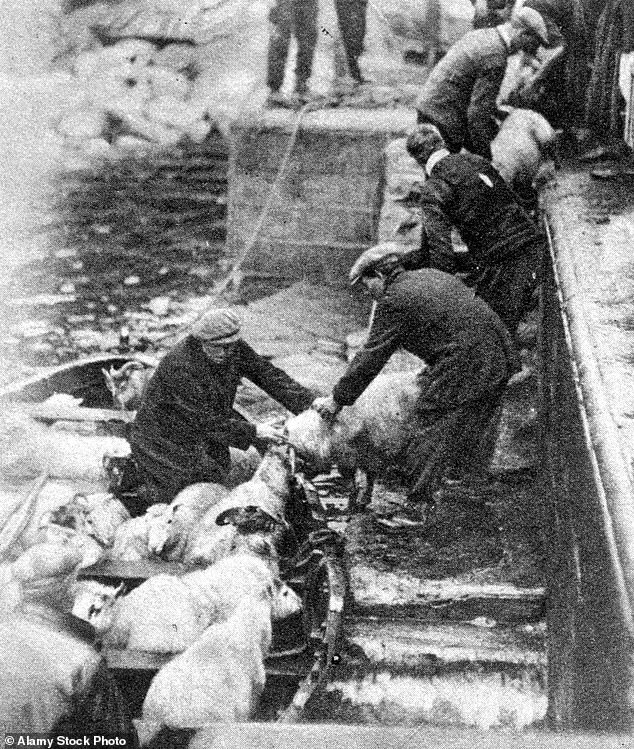 The evacuation of St Kilda. Sheep are seen being taken off the island