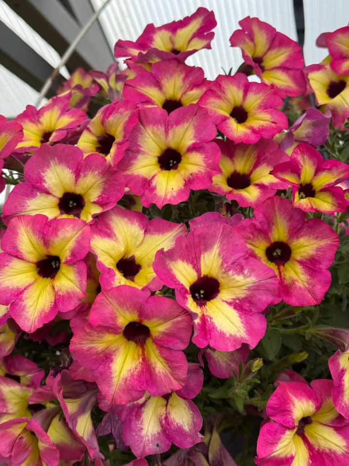 Close-up of pink and yellow flowers.