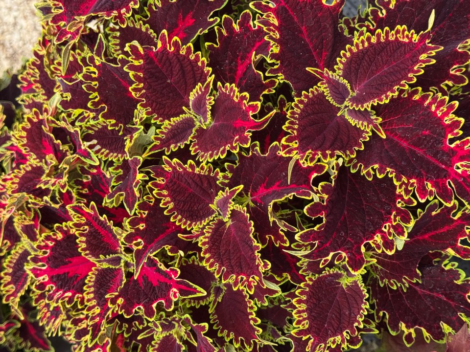 Close-up of dark red coleus leaves with yellow-green edges.