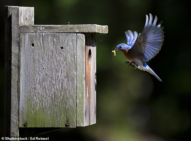 The publication's editor Mark Hedges said that to get pupils interested in the environment, they needed to witness nature first-hand. Pictured: File photo