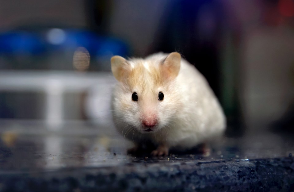Close-up of a small white hamster.