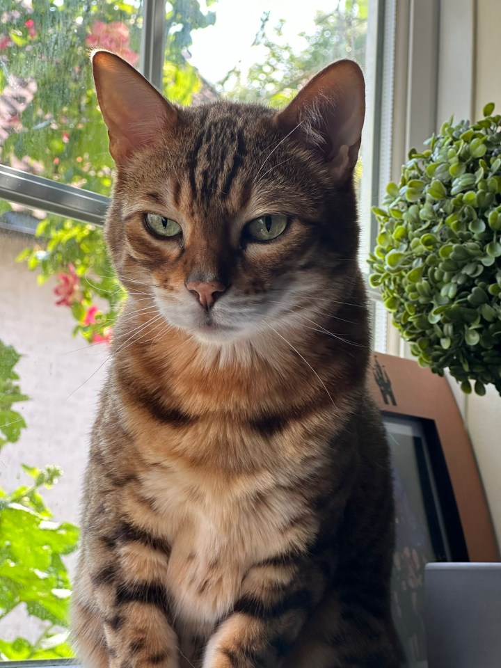 Bengal cat sitting by a window.
