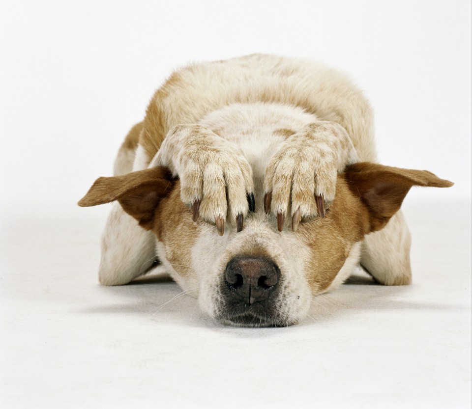 Mixed-breed dog lying down with paws over its eyes.