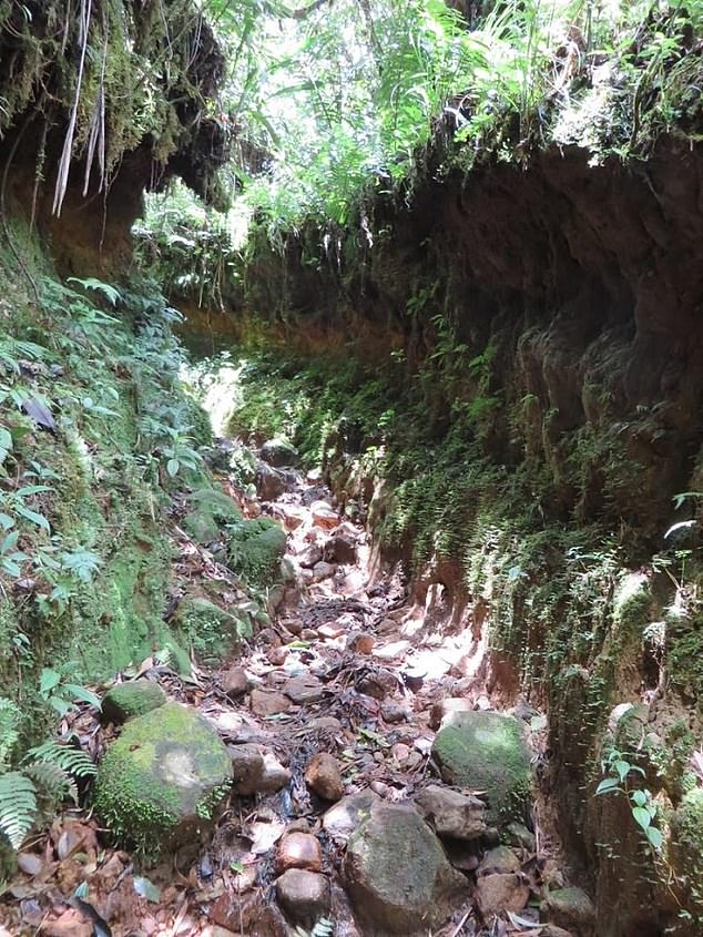 The trek cuts through a dense cloud forest on the slopes of the Baru volcano