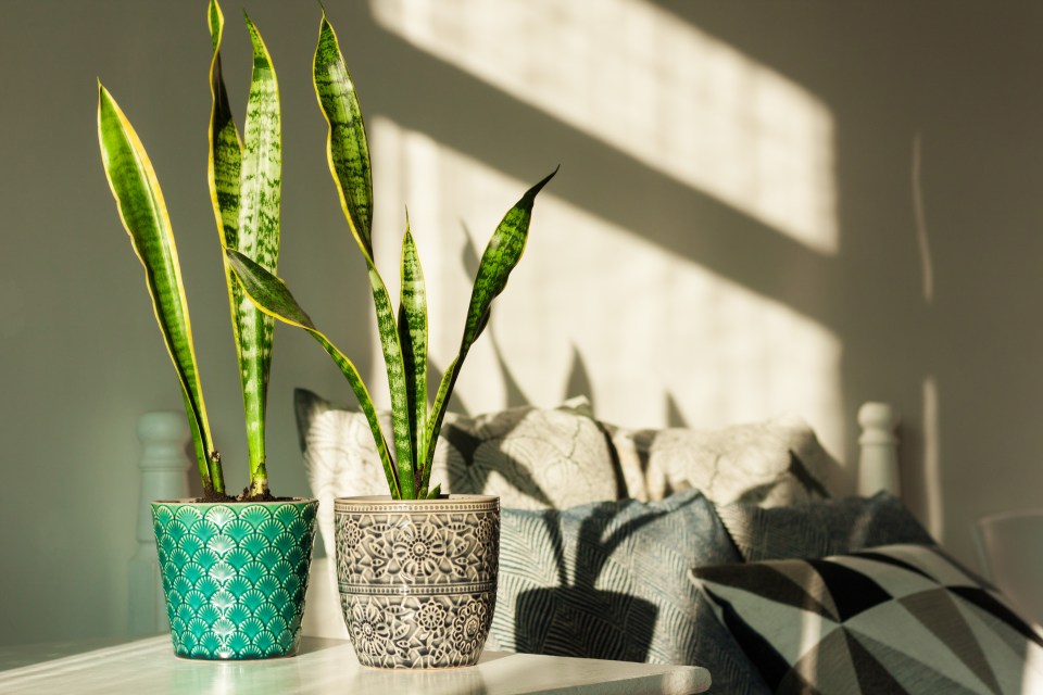 Two snake plants in decorative pots on a white table.