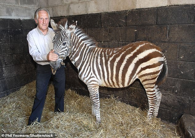 The six-time Brocklesby Stakes winner once tamed a zebra and rode it to his local pub