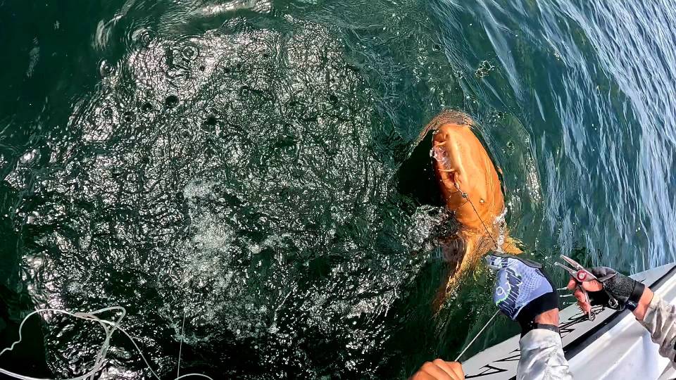An unusually orange nurse shark being caught.