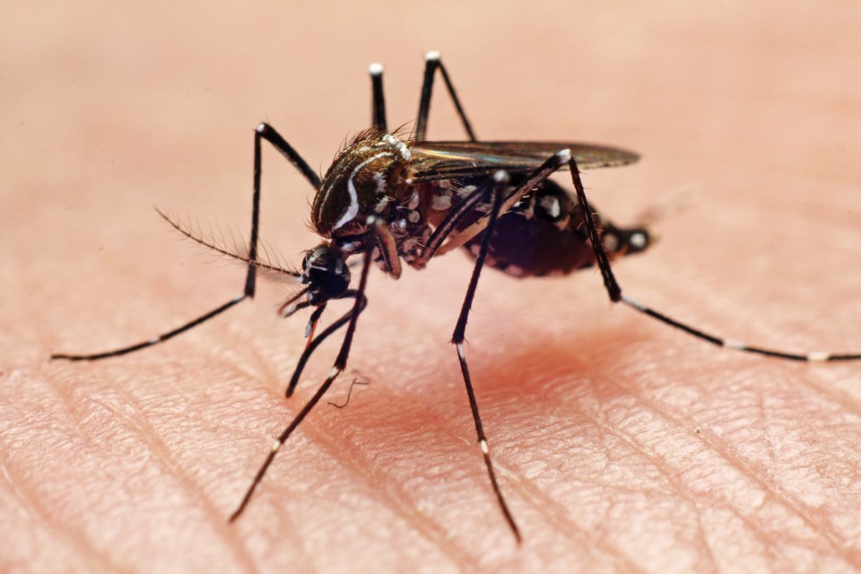 Close-up of a mosquito biting human skin.
