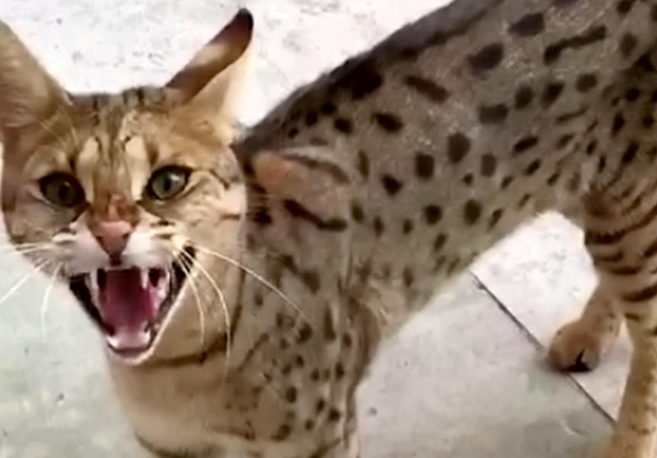 A snarling Savannah cat.