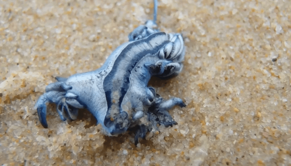 Blue glaucus on sand.