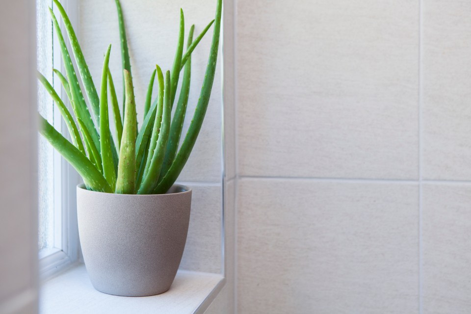 Aloe vera plant in a gray pot on a windowsill.