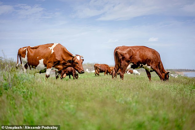 The dairy farmer allegedly had sex with his cows and made calves perform sexual acts on him