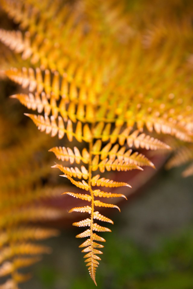Close-up of an autumn fern frond.
