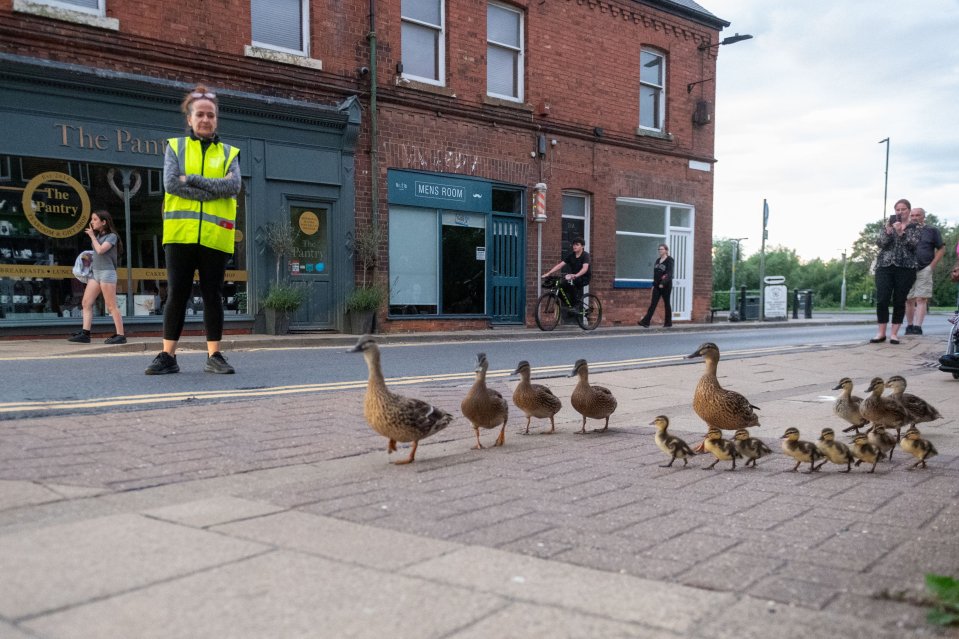 Ducklings and adult ducks crossing a road with a volunteer guiding them.