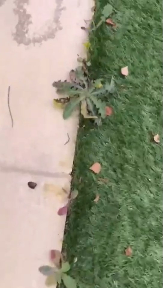 Screenshot of weeds growing between a sidewalk and artificial turf.