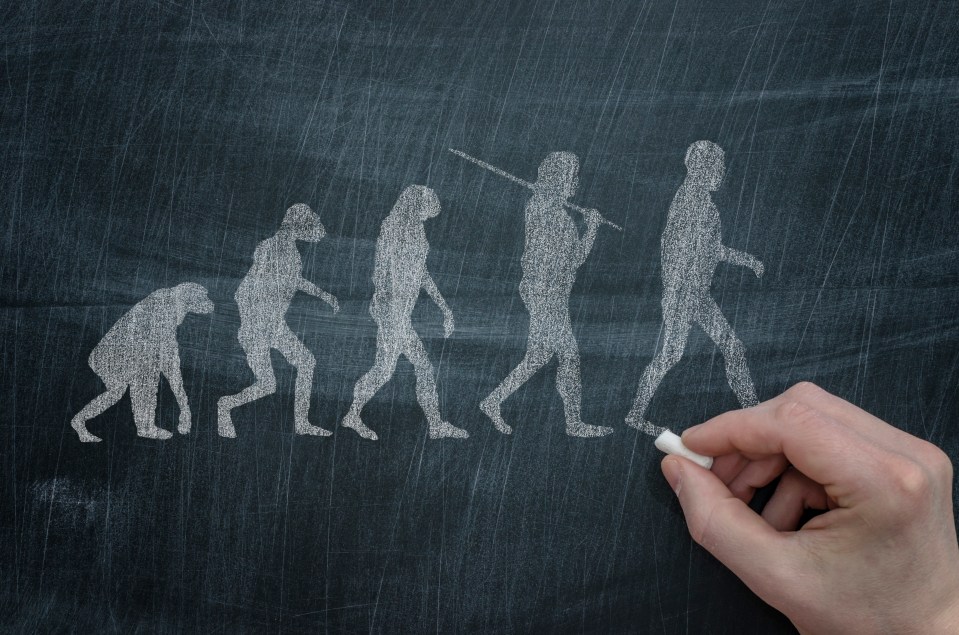 Chalkboard illustration of human evolution.
