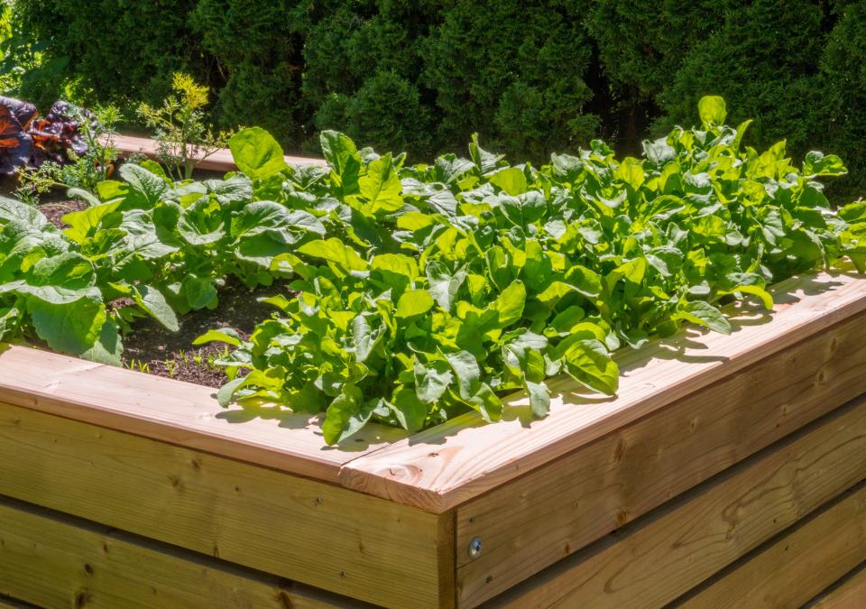 JE5A0T Raised bed with Lettuce Plants in the herb garden at the Convent Inzigkofen on Upper Danube Valley, Swabian Alb, Baden Wuerttemberg, Germany, Europe