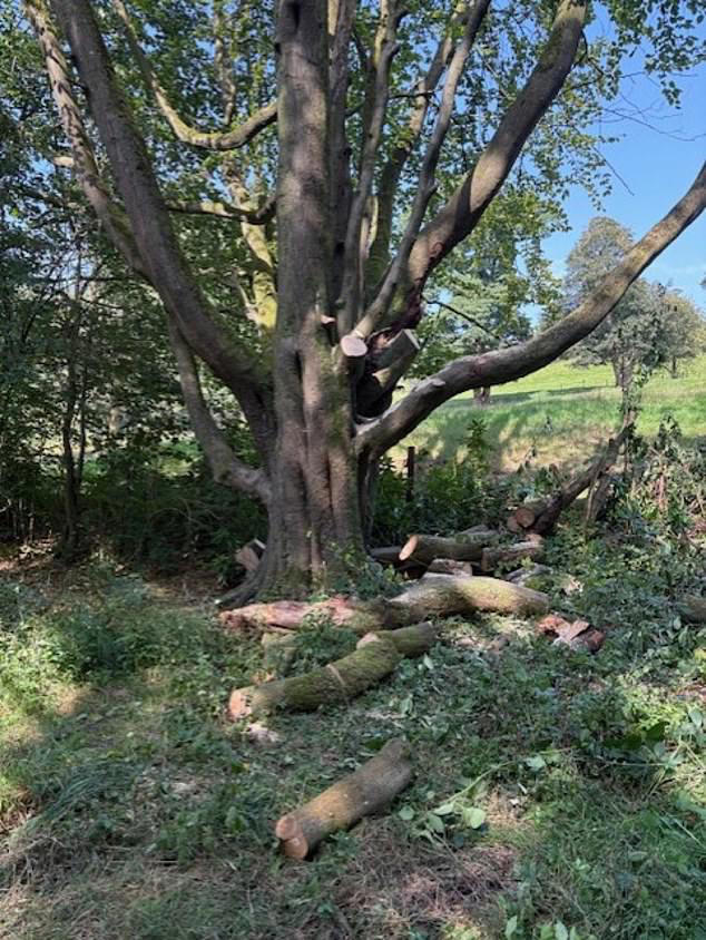 Fallen tree branches in a park.