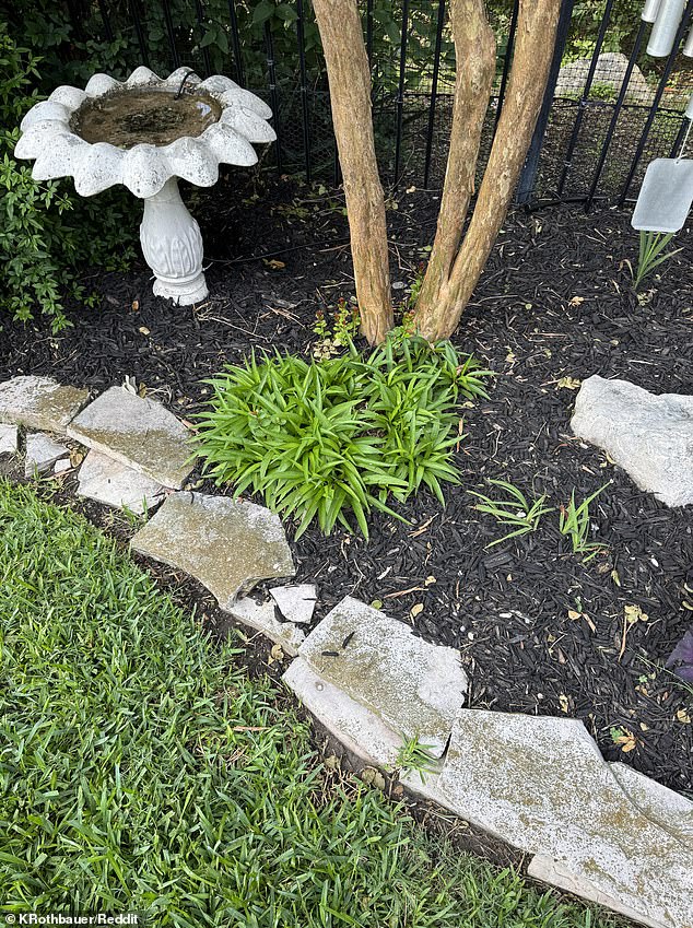 A homeowner nearly had a deadly encounter with a rattlesnake in their backyard after the five-foot snake had expertly camouflaged itself in plain sight
