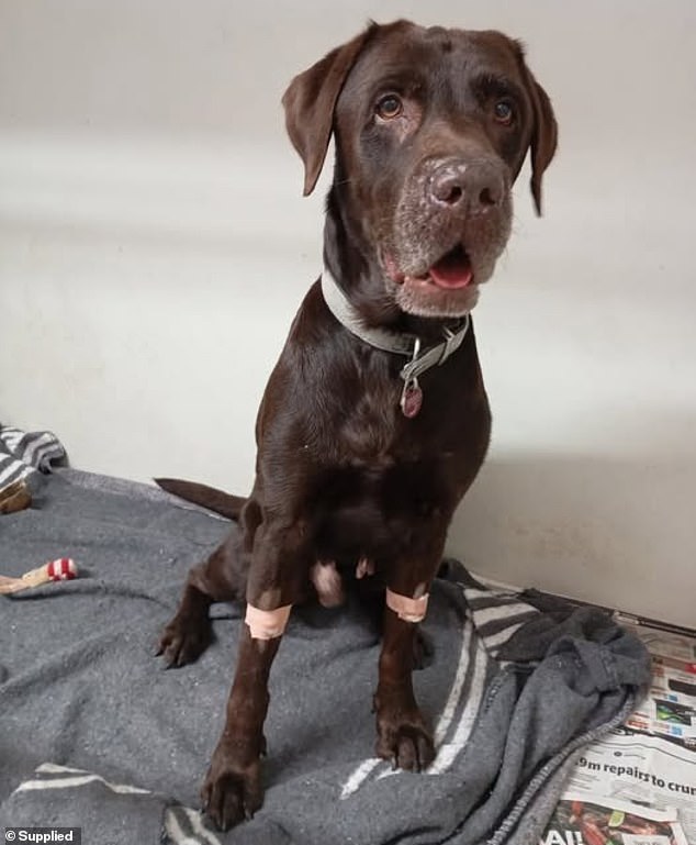 The chocolate labrador (pictured) and his family had set out on a 16-metre-yacht to enjoy a day at sea on South Africa's east coast