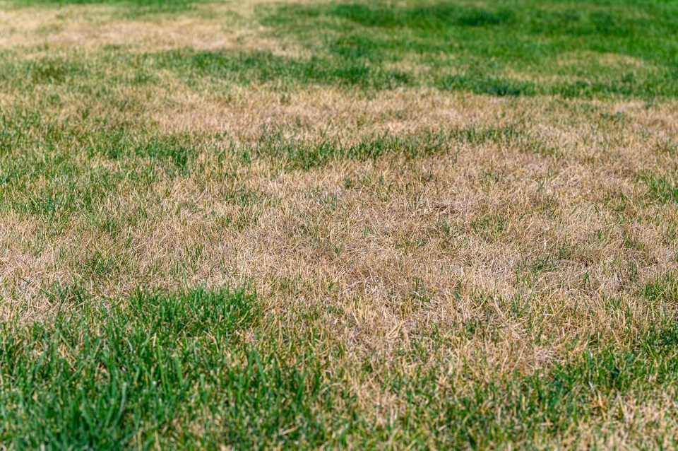 Patchy lawn with dry brown grass.