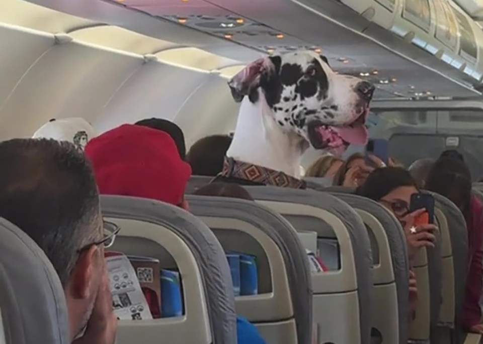 Great Dane on airplane.