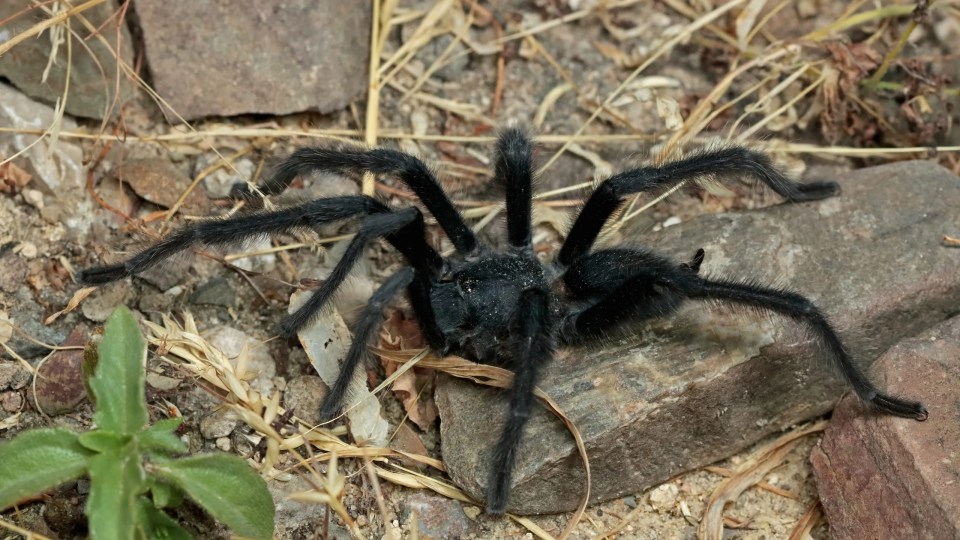 Black tarantula on rocks.
