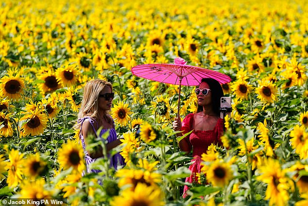 A visitor uses an umbrella to shield from the sun in the sunflower fields at Becketts Farm in Wythall today