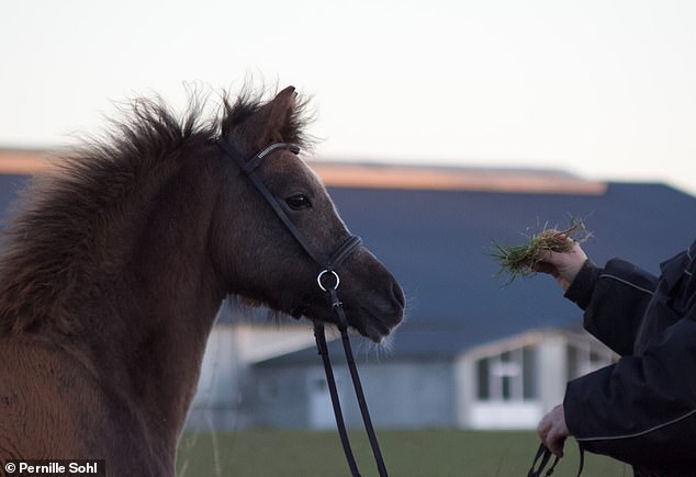 Pernille Sohl could've taken her ailing pony to the vet but instead, the Danish mother decided to take it to the local zoo to be fed to the lions (pictured: one of the mother's ponies)