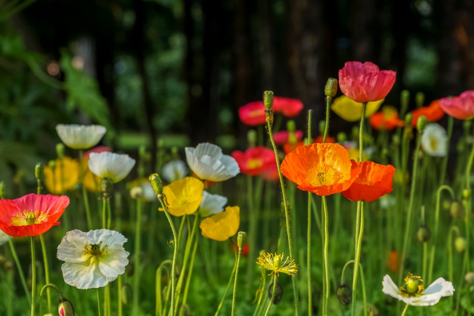 Field of colorful poppies.