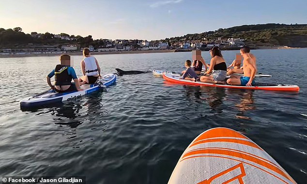 New footage has emerged showing ignorant tourists paddling next to viral dolphin Reggie, with young children in the water