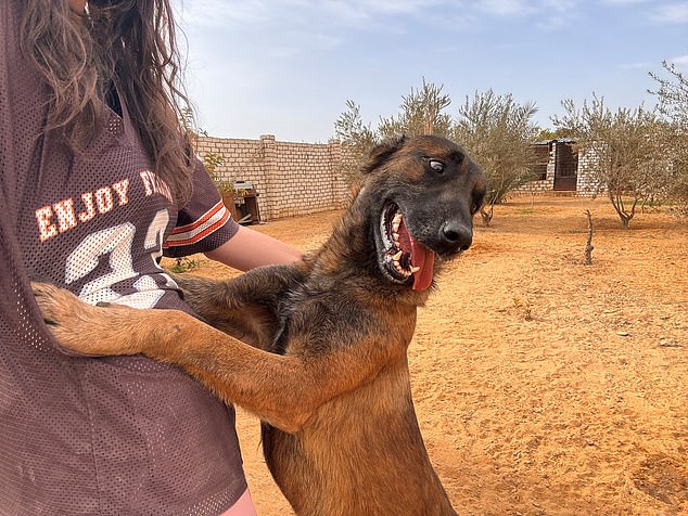 Rocky the Belgian Malinois had his leg cut off by his previous owners in Egypt