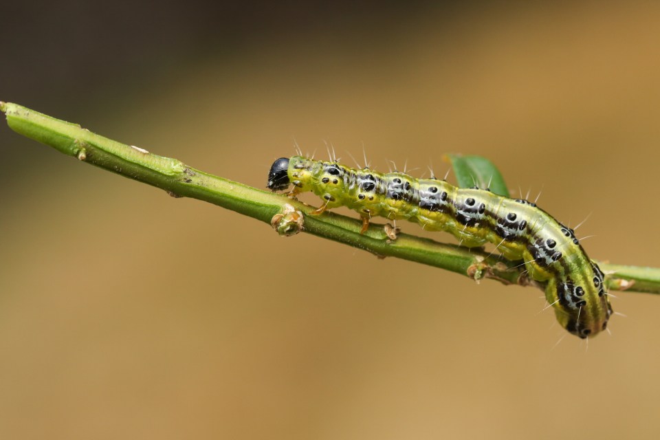 Box tree moth caterpillar on a branch.