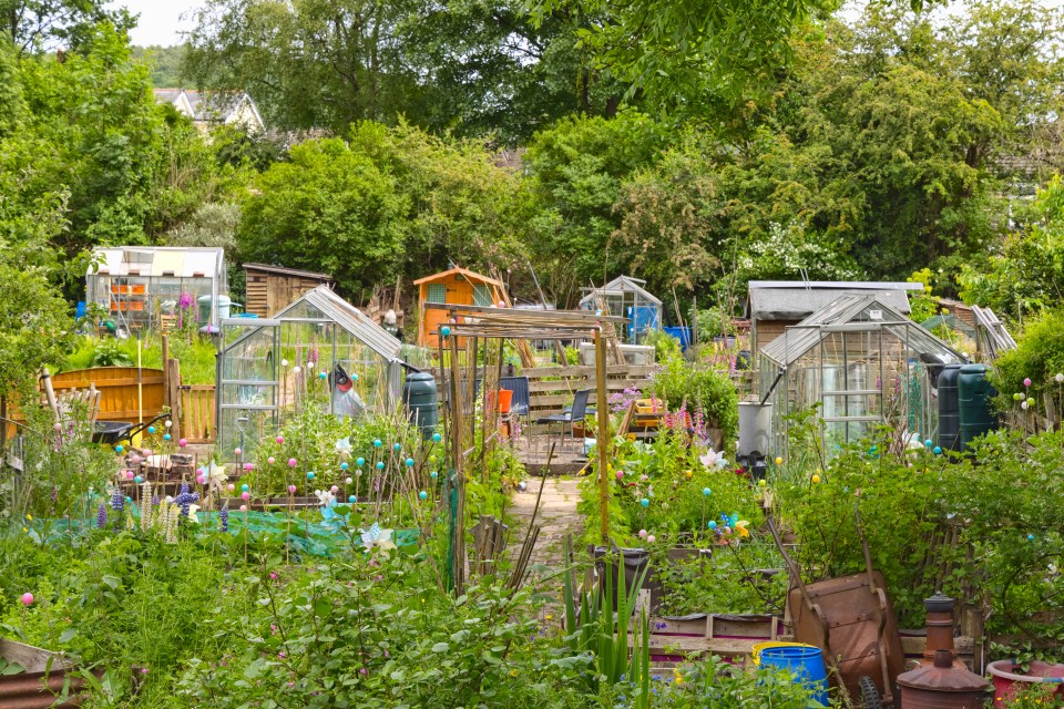 Allotment garden with sheds and greenhouses.