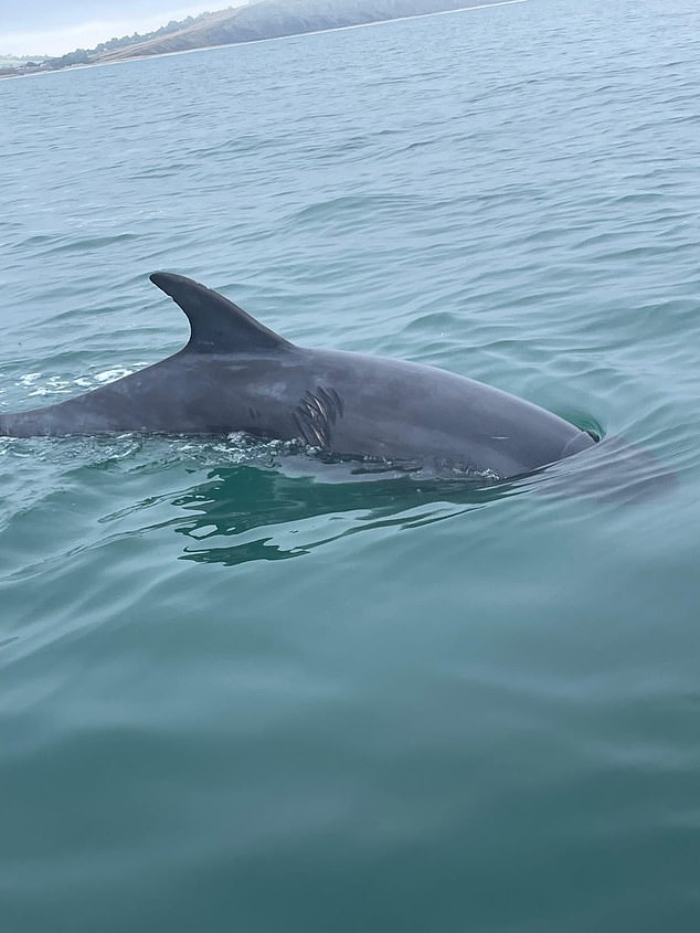 The dolphin seen frolicking with swimmers in Lyme Bay has been injured by a boat propeller