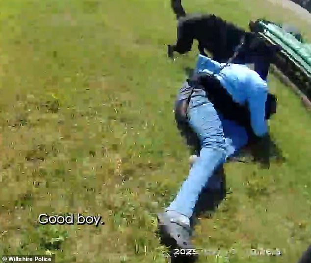 This is the moment Police Dog Stan tackled and mauled Daniel Kibblewhite as he attempted to flee