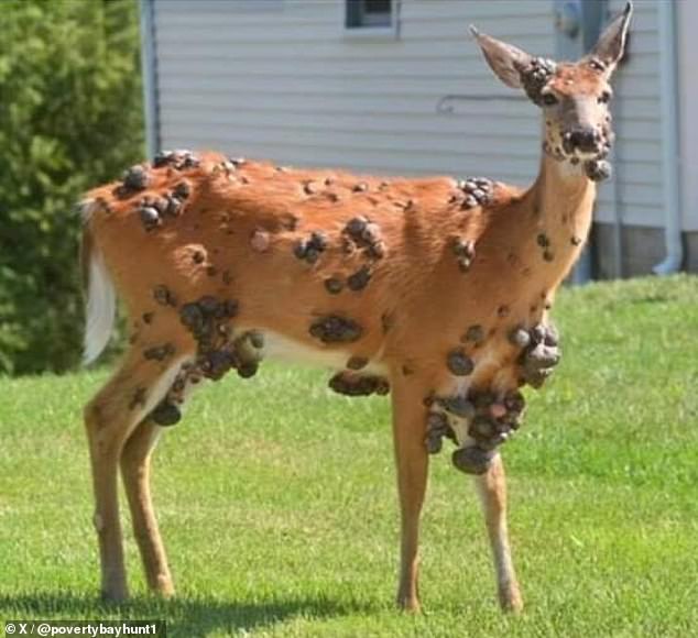 Deer warts are spread by a virus which is transmitted through mosquito and tick bites